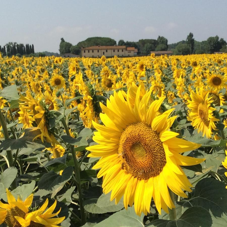 Podere Magnolia Pisa Exteriér fotografie